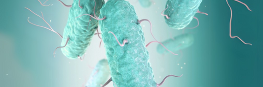 The Complete Guide to Akkermansia Muciniphila and Gut Health