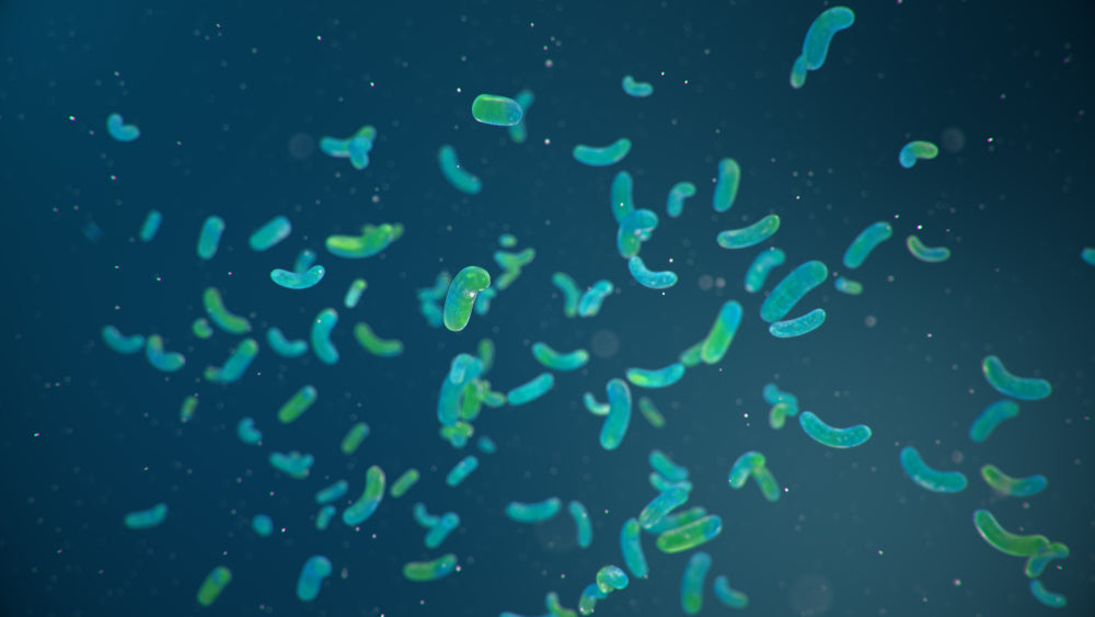 What Are Prebiotics? The Key to Gut Nourishment