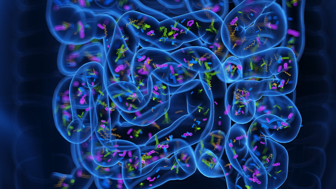 What Is Gut Health and How Do You Support It Properly?